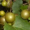 Summit Muscadine - 1 Gallon Pot -Trees And Plants Muscadine Summit 500x750 1