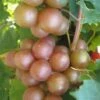 Triumph Muscadine Grape Vine - 1 Gallon Pot -Trees And Plants Muscadine Triumph 1