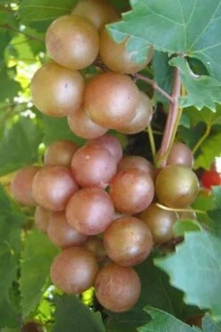 Triumph Muscadine Grape Vine - 1 Gallon Pot