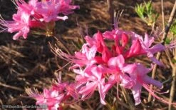 Candy Striper Native Azalea - Rhododendron Canescens - 3 Gallon Pot -Trees And Plants Native Azalea Candy Striper 1