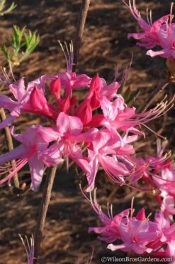 Candy Striper Native Azalea - Rhododendron Canescens - 3 Gallon Pot -Trees And Plants Native Azalea Candy Striper 2