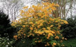 Escatawpa Florida Flame Native Azalea (Rhododendron Austrinum) - 3 Gallon Pot -Trees And Plants Native Azalea Escatawpa 4