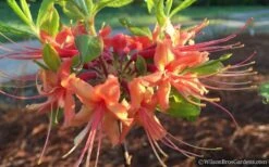 Evening Sunset Native Azalea (Rhododendron Austrinum) - 3 Gallon Pot -Trees And Plants Native Azalea Evening Sunset 2
