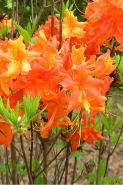Frontier Gold Aromi Azalea (Rhododendron Hybrid) - 3 Gallon Pot -Trees And Plants Native Azalea Frontier Gold 2