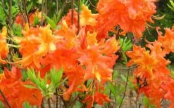 Frontier Gold Aromi Azalea (Rhododendron Hybrid) - 3 Gallon Pot -Trees And Plants Native Azalea Frontier Gold 4