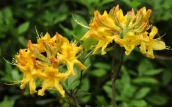 Jane's Gold Aromi Azalea (Rhododendron Hybrid) - 3 Gallon Pot -Trees And Plants Native Azalea Janes Gold 3