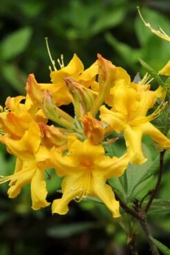 Jane's Gold Aromi Azalea (Rhododendron Hybrid) - 3 Gallon Pot -Trees And Plants Native Azalea Janes Gold 4