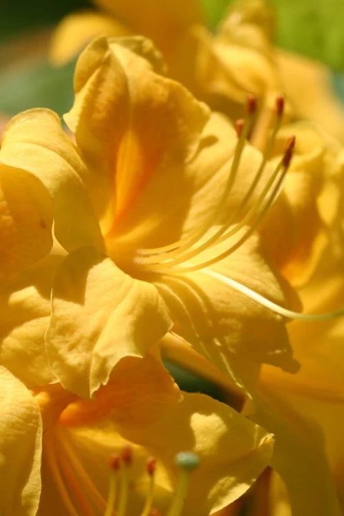 King's Wizard Aromi Azalea (Rhododendron Hybrid) - 1 Gallon Pot 3 King's Wizard Aromi Azalea (Rhododendron Hybrid) - 1 Gallon Pot