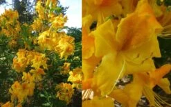 King's Wizard Aromi Azalea (Rhododendron Hybrid) - 1 Gallon Pot 9 King's Wizard Aromi Azalea (Rhododendron Hybrid) - 1 Gallon Pot -Trees And Plants Native Azalea Kings Wizard 4