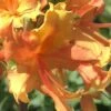 Orange Marmalade Native Azalea - 1 Gallon Pot -Trees And Plants Native Azalea Orange Marrmalade 1