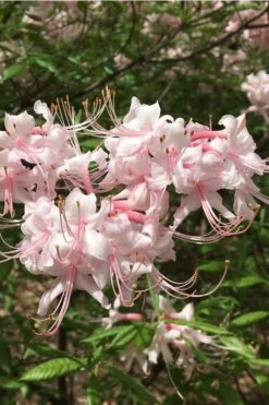 Pink Alabama Native Azalea - Rhododendron - 3 Gallon Pot -Trees And Plants Native Azalea Pink Alabamense 5