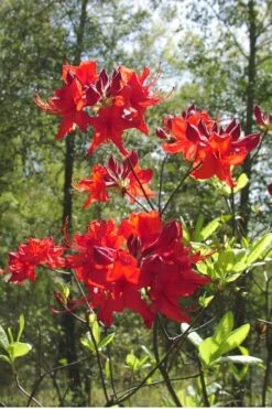 Radiant Red Aromi Azalea (Rhododendron Hybrid) - 2 Gallon Pot -Trees And Plants Native Azalea Radiant Red 6