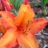 Solar Glow Sunbow Azalea - 3 Gallon Pot 1 Solar Glow Sunbow Azalea - 3 Gallon Pot -Trees And Plants Native Azalea Solar Sunglow 1