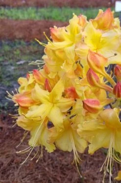 Solar Flare Sunbow Azalea - 3 Gallon Pot -Trees And Plants Native Azalea Solor Flare Sunbow 2
