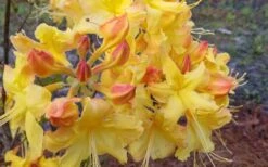 Solar Flare Sunbow Azalea - 3 Gallon Pot -Trees And Plants Native Azalea Solor Flare Sunbow 3
