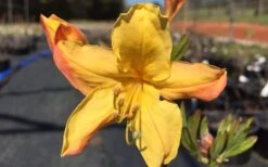 Spring Fanfare Aromi Azalea (Rhododendron Hybrid) - 1 Gallon Pot -Trees And Plants Native Azalea Spring Fanfare 3