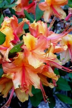 Tallulah Sunrise Native Azalea (Rhododendron) - 1 Gallon Pot -Trees And Plants Native Azalea Tallulah Sunrise 21