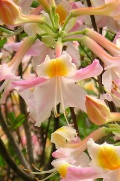Touch Of Pink Aromi Azalea (Rhododendron Hybrid) - 3 Gallon Pot -Trees And Plants Native Azalea Touch Of Pink 2