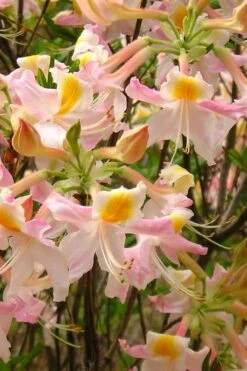 Touch Of Pink Aromi Azalea (Rhododendron Hybrid) - 3 Gallon Pot -Trees And Plants Native Azalea Touch Of Pink 4