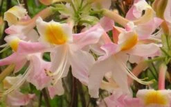 Touch Of Pink Aromi Azalea (Rhododendron Hybrid) - 3 Gallon Pot -Trees And Plants Native Azalea Touch Of Pink 5