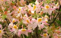 Touch Of Pink Aromi Azalea (Rhododendron Hybrid) - 3 Gallon Pot -Trees And Plants Native Azalea Touch Of Pink 7