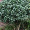 Wheeler's Cold Hardy Fragrant Tea Olive (Osmanthus) - 3 Gallon Pot -Trees And Plants Osmanthus Carl Wheeler 10