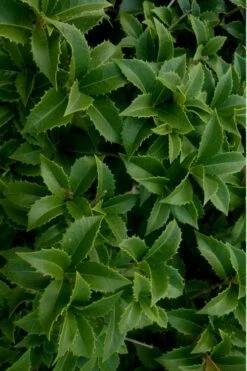 Wheeler's Cold Hardy Fragrant Tea Olive (Osmanthus) - 3 Gallon Pot 12 Wheeler's Cold Hardy Fragrant Tea Olive (Osmanthus) - 3 Gallon Pot -Trees And Plants Osmanthus Carl Wheeler 15