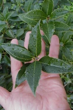 Wheeler's Cold Hardy Fragrant Tea Olive (Osmanthus) - 3 Gallon Pot 13 Wheeler's Cold Hardy Fragrant Tea Olive (Osmanthus) - 3 Gallon Pot -Trees And Plants Osmanthus Carl Wheeler 6