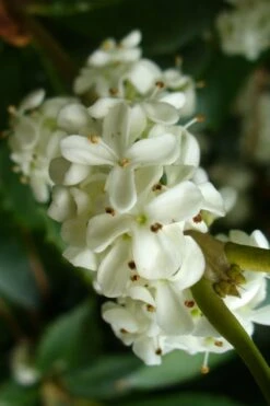 Wheeler's Cold Hardy Fragrant Tea Olive (Osmanthus) - 3 Gallon Pot 11 Wheeler's Cold Hardy Fragrant Tea Olive (Osmanthus) - 3 Gallon Pot -Trees And Plants Osmanthus Carl Wheeler 9