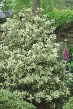 Goshiki Osmanthus (Variegated False Holly) - 7 Gallon Pot -Trees And Plants Osmanthus Goshiki 20