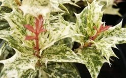 Goshiki Osmanthus (Variegated False Holly) - 7 Gallon Pot -Trees And Plants Osmanthus Goshiki Foliage Closeup 2