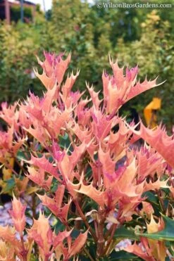 Party Lights Pink Flush Tea Olive - Osmanthus Heterophyllus - 3 Gallon Pot -Trees And Plants Osmanthus Party Lights 11 1