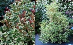 Fragrant Variegated Tea Olive - Osmanthus Heterophyllus 'Variegatus' - 3 Gallon Pot -Trees And Plants Osmanthus Variegated False Holly 2