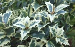 Fragrant Variegated Tea Olive - Osmanthus Heterophyllus 'Variegatus' - 3 Gallon Pot -Trees And Plants Osmanthus Variegated False Holly Leaves