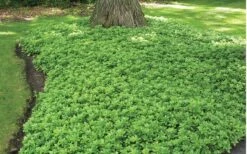Green Carpet Pachysandra - Japanese Spurge - 18 Count Flat Of Pint Pots -Trees And Plants Pachysandra Green Carpet Landscape