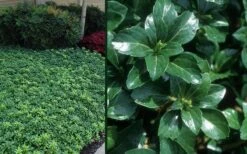 Green Sheen Pachysandra - Japanese Spurge - 18 Count Flats Of Pint Pots -Trees And Plants Pachysandra Green Sheen Combo