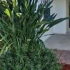 Pringles Dwarf Podocarpus Yew - 3 Gallon Pot -Trees And Plants Pdodocarpus Pringles 10