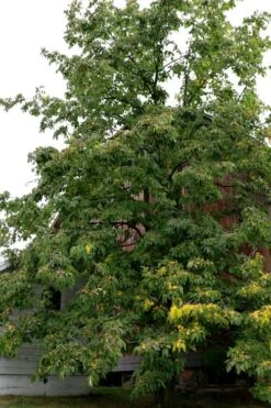 American Persimmon Tree (Diospyros Virginiana) - 3 Pack Of 1.5 Quart Pots -Trees And Plants Persimmon American 2