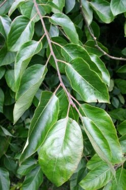 American Persimmon Tree (Diospyros Virginiana) - 3 Pack Of 1.5 Quart Pots -Trees And Plants Persimmon American 3