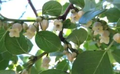 American Persimmon Tree (Diospyros Virginiana) - 1 Gallon Pot -Trees And Plants Persimmon American 5 1