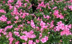 Chinzan Dwarf Azalea - 1 Gallon Pot -Trees And Plants Picture Azalea Chinzan