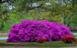 Formosa Southern Indica Azalea - 7 Gallon Pot -Trees And Plants Picture Azlea Formosa Shrub 5