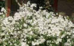 Mrs. G.G. Gerbing White Southern Indica Azalea - 7 Gallon Pot -Trees And Plants Picture Azlea GG Gerbing 1