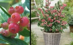 Pink Lemonade Blueberry - 3 Gallon Pot -Trees And Plants Picture Blueberry Pink Lemonade 1