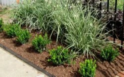 Baby Gem Boxwood - 3 Gallon Pot -Trees And Plants Picture Boxwood Baby Gem Edger 2