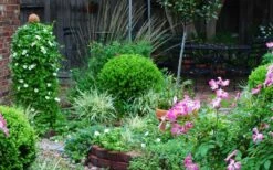 Baby Gem Boxwood - 3 Gallon Pot -Trees And Plants Picture Boxwood Baby Gem Specimen 2