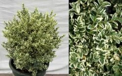 Dwarf Variegated Boxwood - 1 Gallon Pot -Trees And Plants Picture Boxwood Dwarf Variegated 2