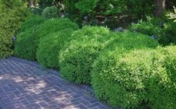 Franklins Gem Dwarf Boxwood - 3 Gallon Pot -Trees And Plants Picture Boxwood Franklins Gem 2 1