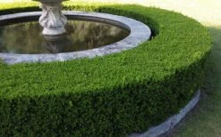 Franklins Gem Dwarf Boxwood - 3 Gallon Pot -Trees And Plants Picture Boxwood Franklins Gem Hedge 6