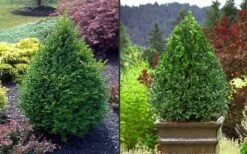 Green Mountain Boxwood - 6 Pack Of 2.5 Quart Pots 15 Green Mountain Boxwood - 6 Pack Of 2.5 Quart Pots -Trees And Plants Picture Boxwood Green Mountain 2 2